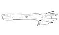 Salamander (FFC).jpg